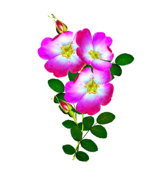 Rosa canina (Rosa canina) fiori su sfondo bianco — Foto Stock