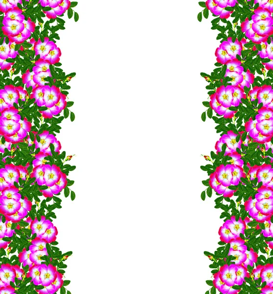 Hundsrose (rosa canina) Blumen auf weißem Hintergrund — Stockfoto