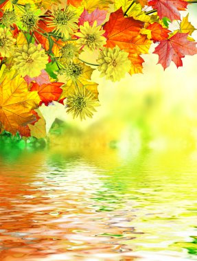 sonbahar yaprakları