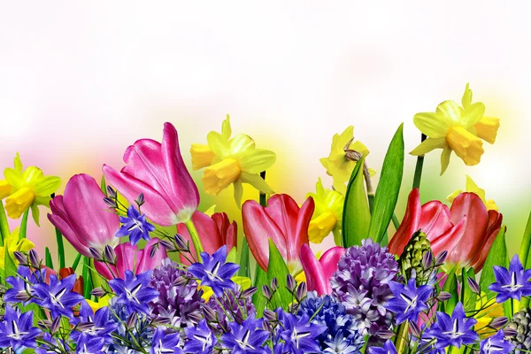 Roze en gele tulips.narcissus — Stockfoto