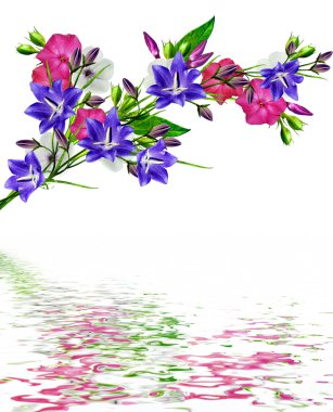 Beyaz bir arka plan üzerinde izole dal çiçek phlox