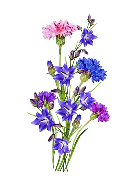 Bloemen korenbloemen geïsoleerd op een witte achtergrond. bluebel — Stockfoto