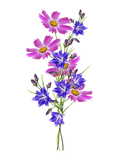 Cosmos flores aisladas sobre fondo blanco. cáscara azul — Foto de Stock