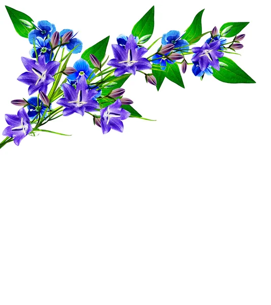 Glöm-mig-blomma isolerad på vit bakgrund. bluebel — Stockfoto