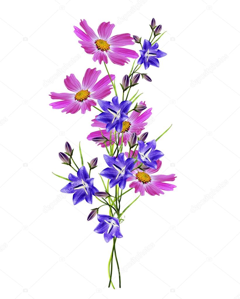 Cosmos flowers isolated on white background. bluebel
