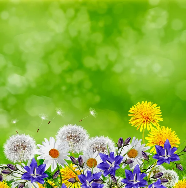 Summer landscape. Flowers — Stock Photo, Image