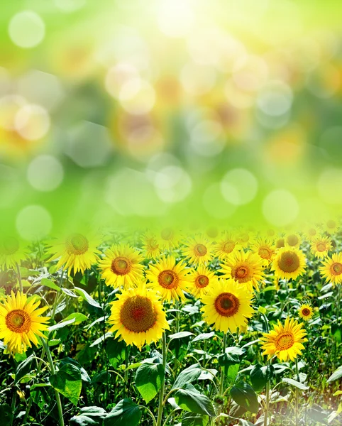 Bellissimo campo di girasole in estate — Foto Stock