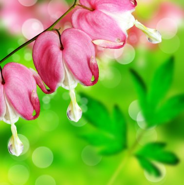 kalbi kanayan Pembe çiçek