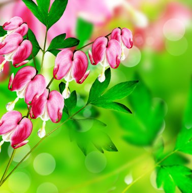 kalbi kanayan Pembe çiçek