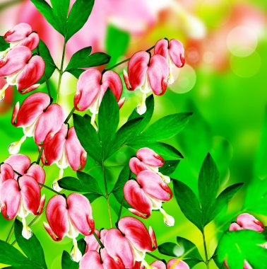 kalbi kanayan Pembe çiçek