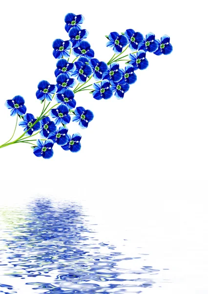 Vergeet-mij-bloem geïsoleerd op witte achtergrond — Stockfoto