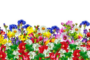 Beyaz arkaplanda izole çiçekler