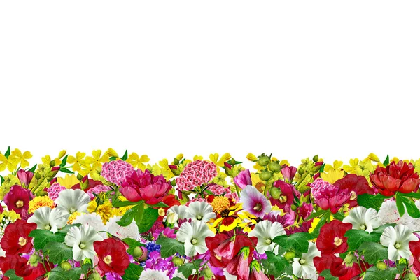 Blumen isoliert auf weißem Hintergrund — Stockfoto