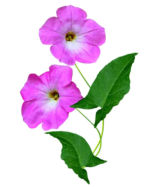 Petunia blommor isolerad på vit bakgrund — Stockfoto