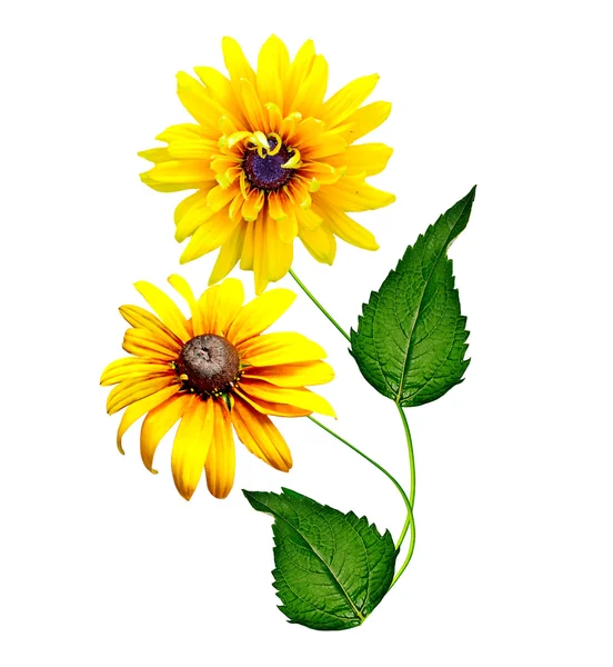 Yellow rudbeckia flower on a white background — Stock Photo, Image