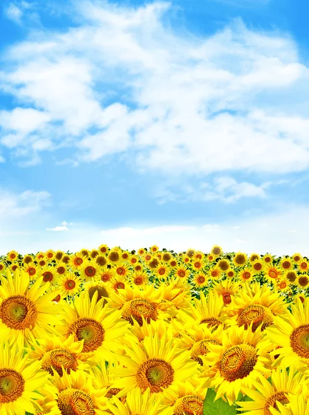 Bellissimo campo di girasole in estate — Foto Stock