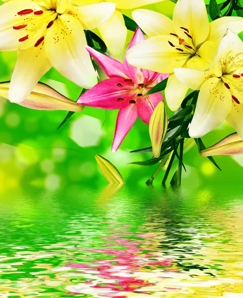 Summer landscape. Lily flowers — Stock Photo, Image