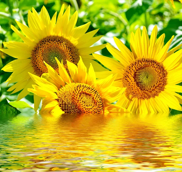 Bellissimo campo di girasole in estate — Foto Stock