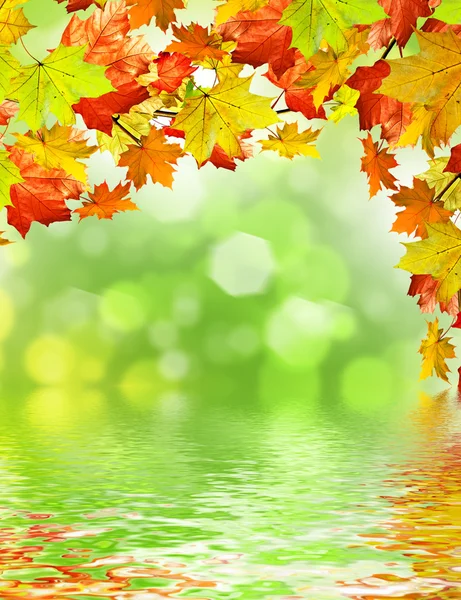 Autumn foliage — Stock Photo, Image