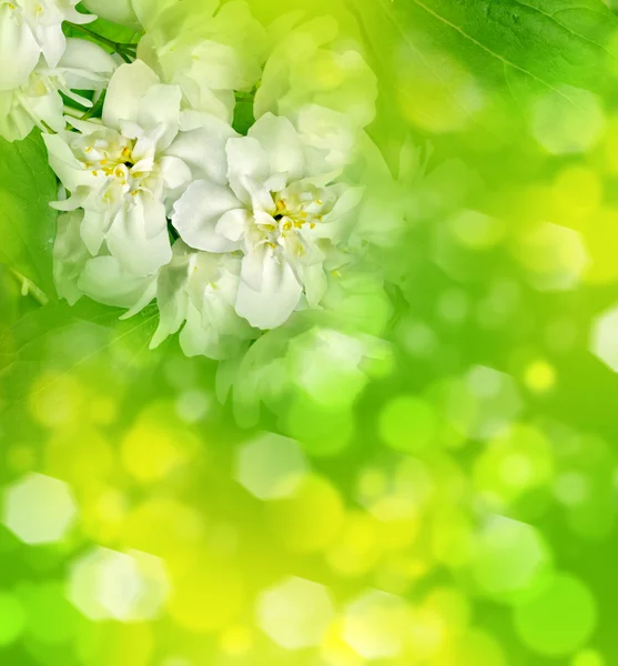 繊細なジャスミンの花の春風景 — ストック写真