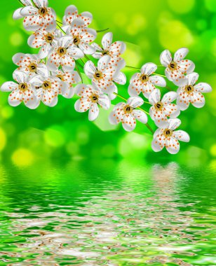 kaba yanmış Parşömen kağıdı arka plan