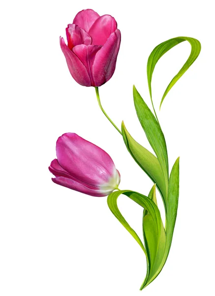 Spring flowers tulips isolated on white background — Stock Photo, Image