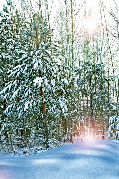 Vinterlandskap — Stockfoto