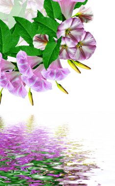 Petunya çiçekleri beyaz arkaplanda izole edilmiş