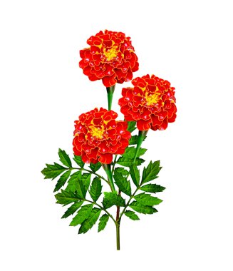 beyaz arkaplanda izole edilmiş kadife çiçekleri