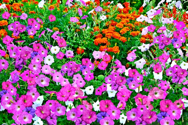 Летний пейзаж. цветы — стоковое фото