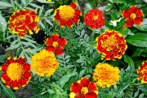 Marigold flowers — Stock Photo, Image