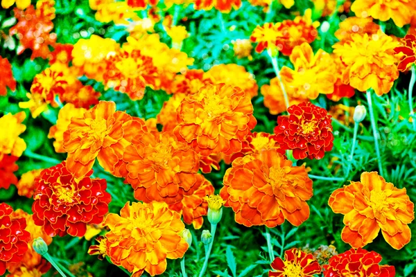 Körömvirág virág — Stock Fotó