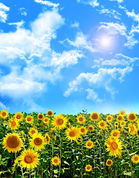 Bellissimo campo di girasole in estate — Foto Stock