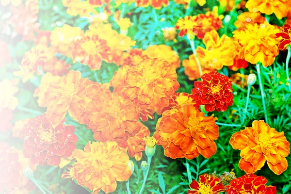 Flores de calêndula — Fotografia de Stock