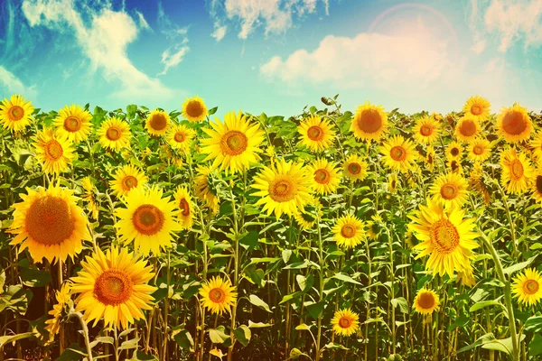 Schönes Sonnenblumenfeld im Sommer — Stockfoto