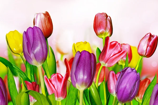 Różowe i żółte tulipany — Zdjęcie stockowe