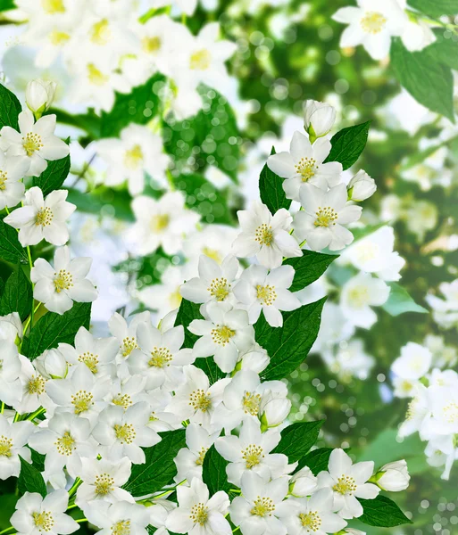 Ανοιξιάτικο τοπίο με λεπτή λουλούδια γιασεμιού — Φωτογραφία Αρχείου