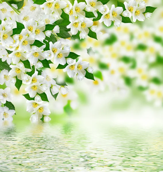 Spring landscape with delicate jasmine flowers — Stock Photo, Image