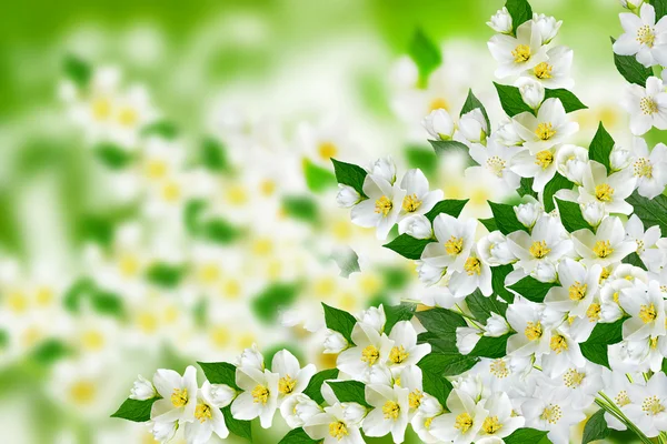 Bahar yatay, hassas Yasemin çiçekleri — Stok fotoğraf