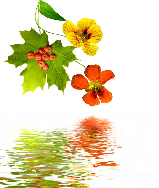 Yıldız çiçeği beyaz arkaplanda izole edilmiş