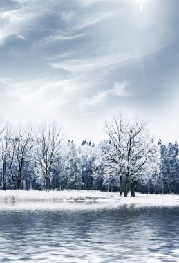 kış orman. Kış manzarası.