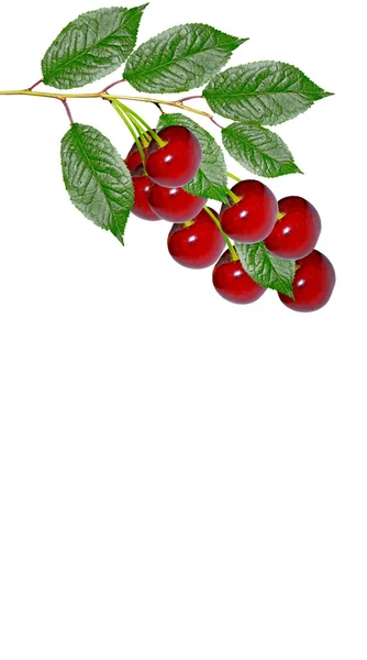 Branch of berries cherries with leaves isolated on white backgro — Stock Photo, Image