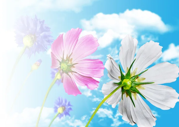 Cosmos flowers and cornflowers on a background of blue sky with — Stock Photo, Image