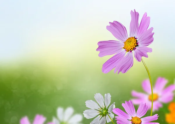 Kosmos bloemen en korenbloemen op een achtergrond van blauwe hemel met — Stockfoto