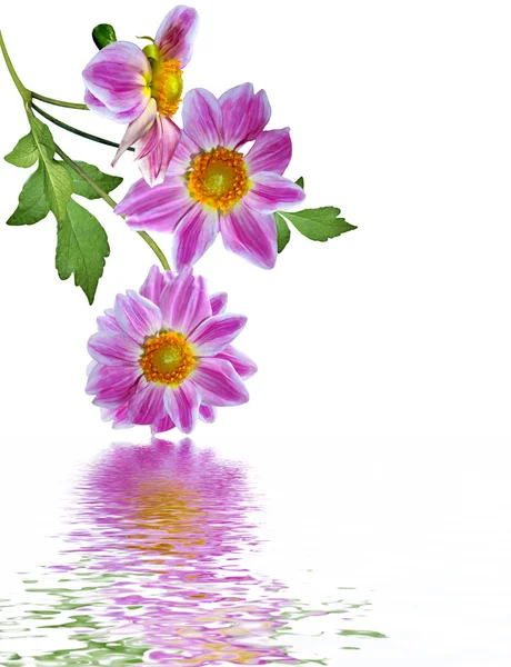 Цветок георгины на белом фоне — стоковое фото