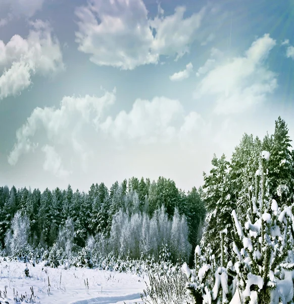 Kış orman. Kış manzarası. — Stok fotoğraf