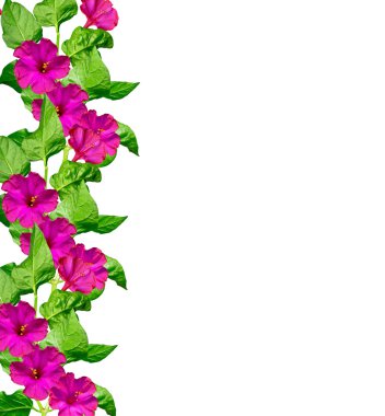 Petunya çiçekleri beyaz arkaplanda izole edilmiş