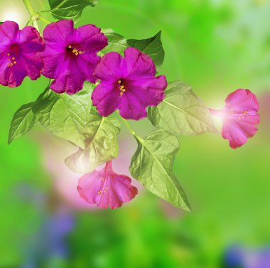 Sabah zafer çiçekleri