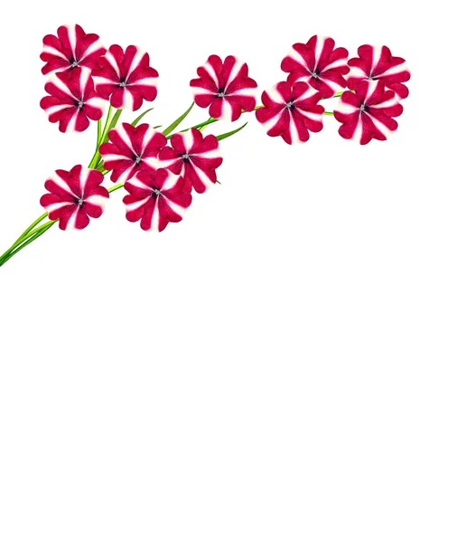 पांढरा पार्श्वभूमीवर वेगळे पेटुनिया फुले — स्टॉक फोटो, इमेज