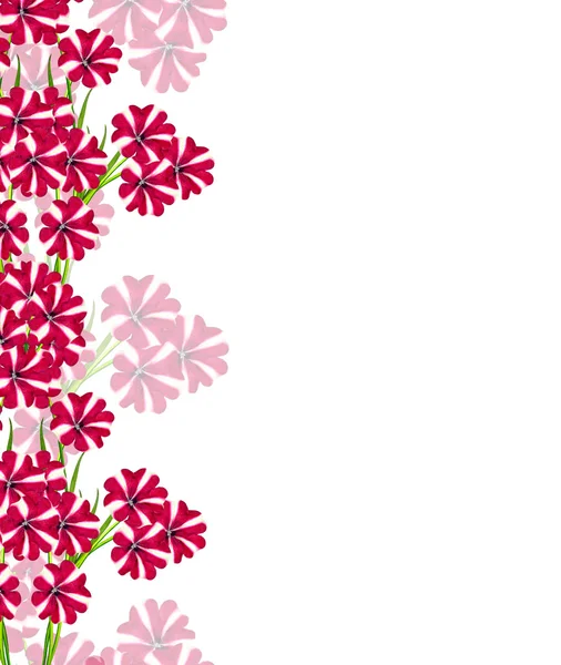 Petunienblüten isoliert auf weißem Hintergrund — Stockfoto